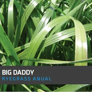 Ryegrass Big Daddy (Anual tetraploide x Kilo - imagen 1