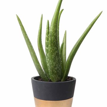 Imagen del producto Sabila