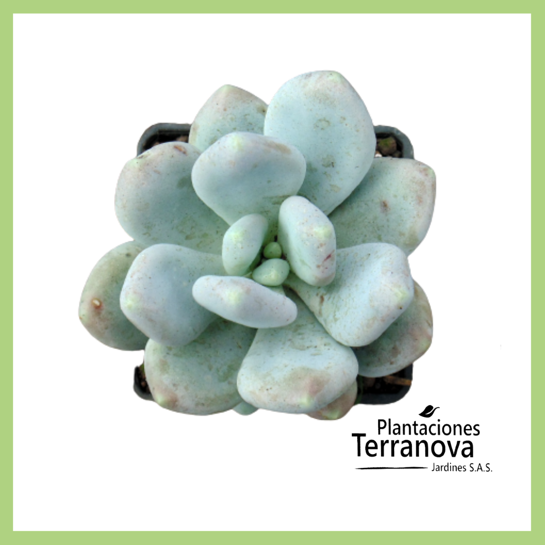 PACHYPYTUM OVIFERUM BLUE