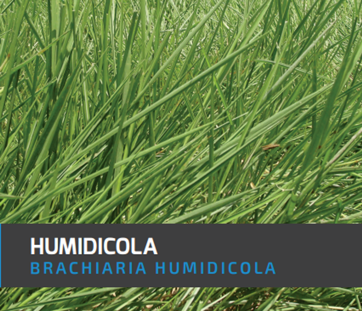  Humidicola Brachiaria x Kilo