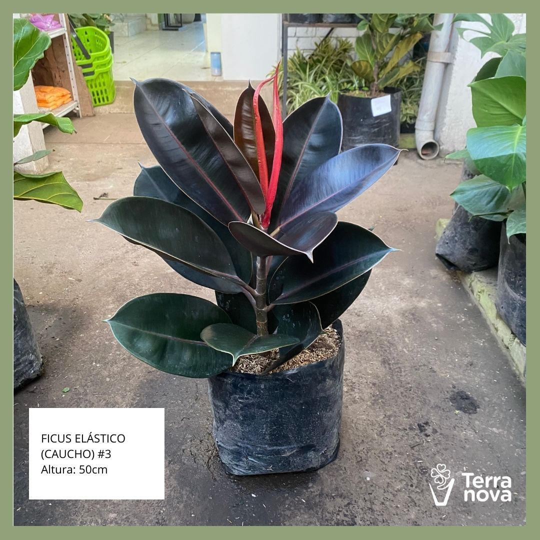 FICUS ELASTICO (CAUCHO) #3
