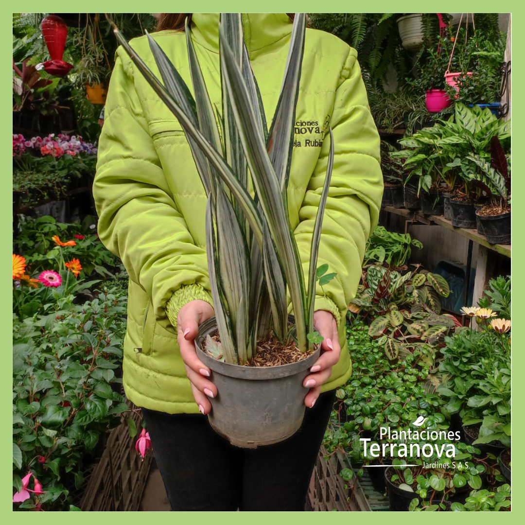 SANSEVIERIA VARIEGADA