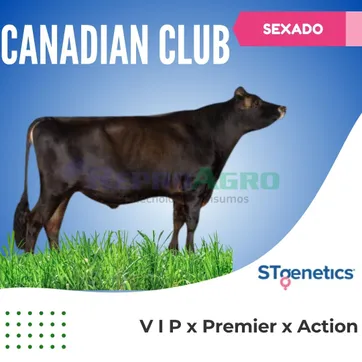 CANADIAN CLUB SEXADO - imagen 1