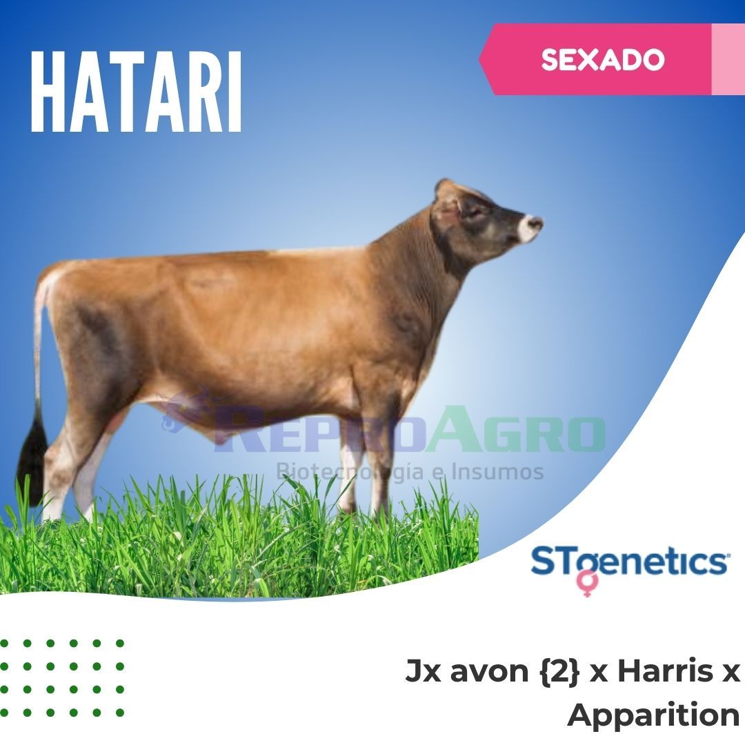 HATARI SEXADO