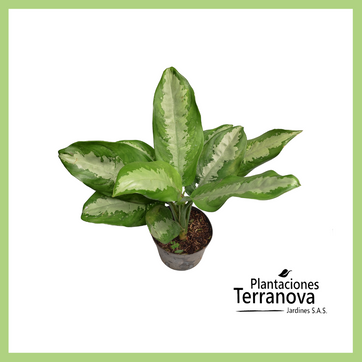 AGLONEMA CRISPUM - imagen 1