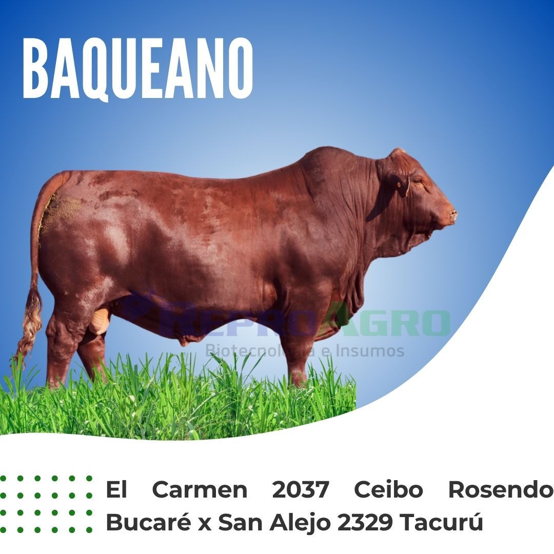 BAQUEANO