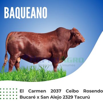 BAQUEANO - imagen 1