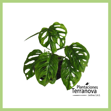 MONSTERA ADANSONII - imagen 1