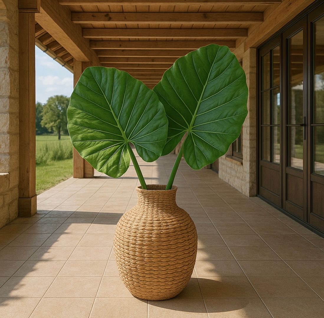 Hoja de Alocasia ( Oreja de Elefante) 