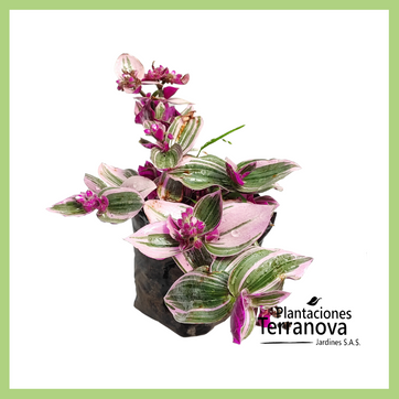 PANAMEÑA - imagen 1