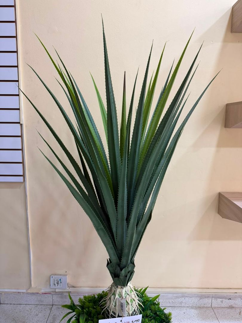 PLANTA DE MAGUEI