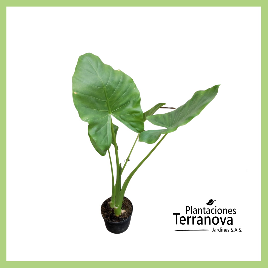ALOCASIA OREJA DE ELEFANTE