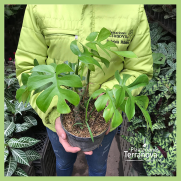 MONSTERA MINI (RAPHIDOPHORA TETRASPERMA)  - imagen 2