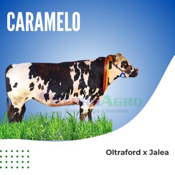 CARAMELO - imagen 1