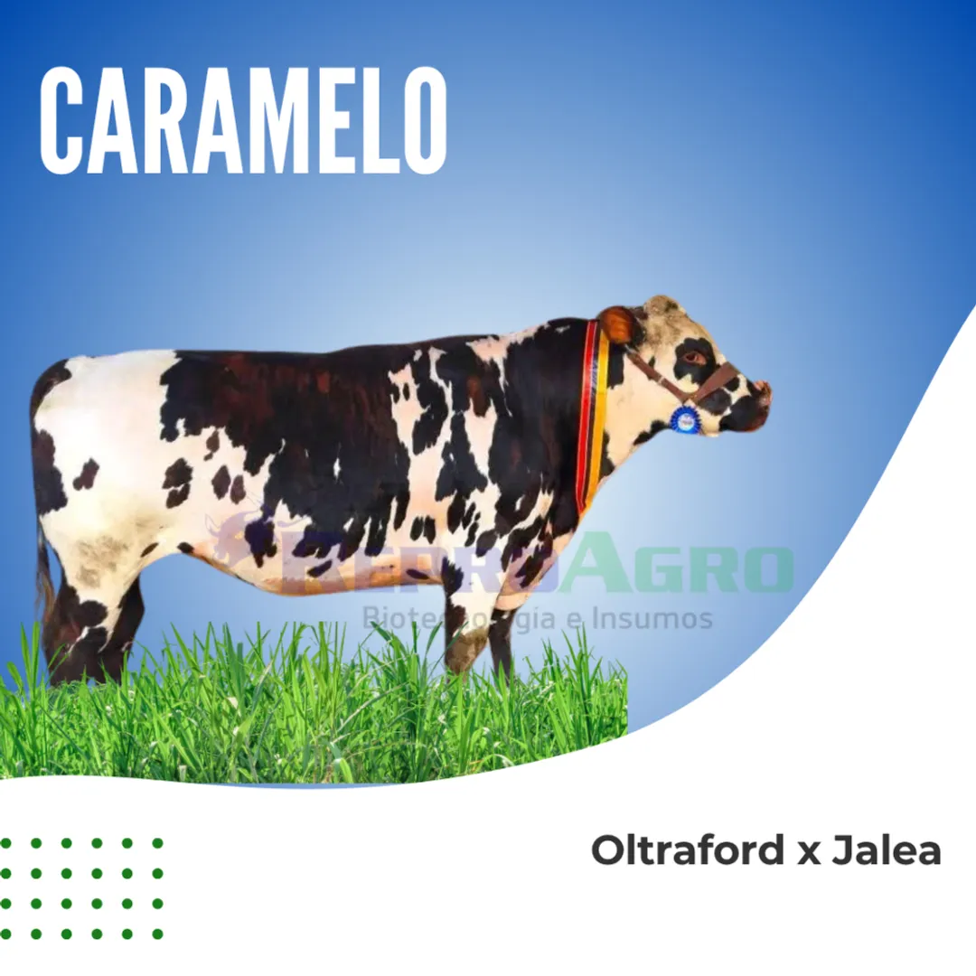 CARAMELO