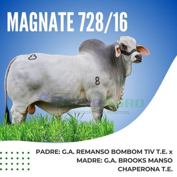 MAGNATE - imagen 1