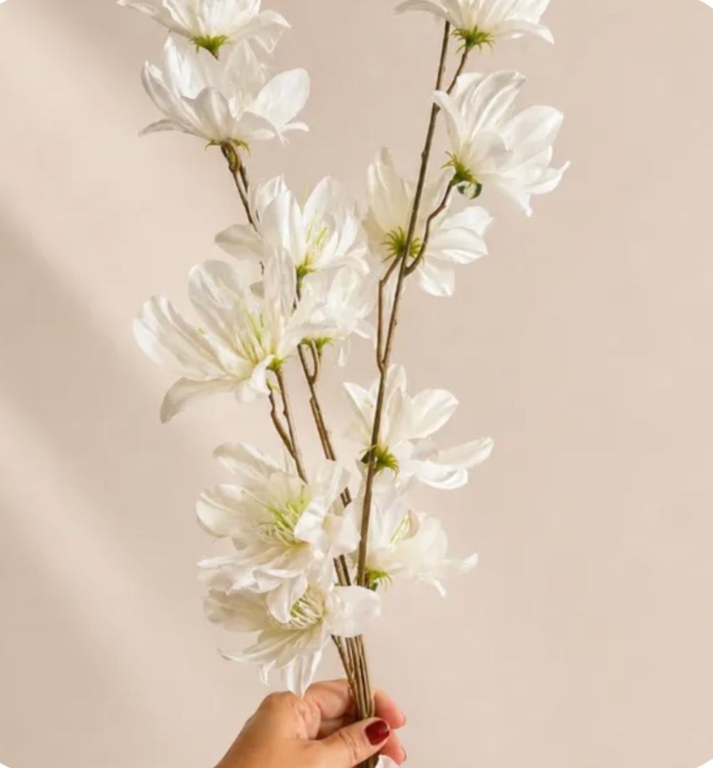 Vara Magnolia Stellata 