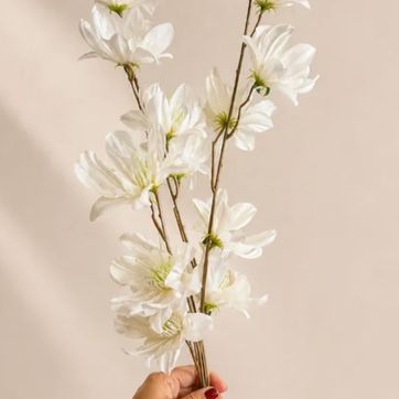 Vara Magnolia Stellata  - imagen 1
