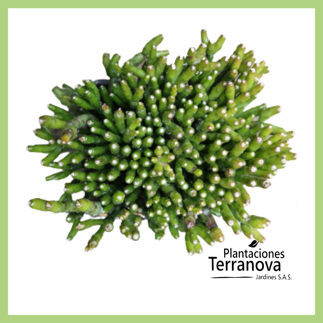 RHIPSALIS CEREUSCULA