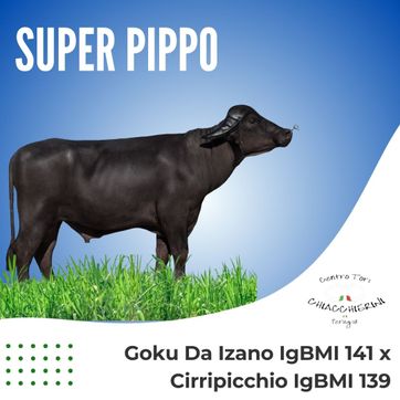 SUPER PIPPO - imagen 1