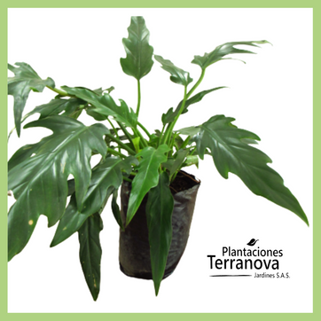 Imagen del producto PHILODENDRON XANADU