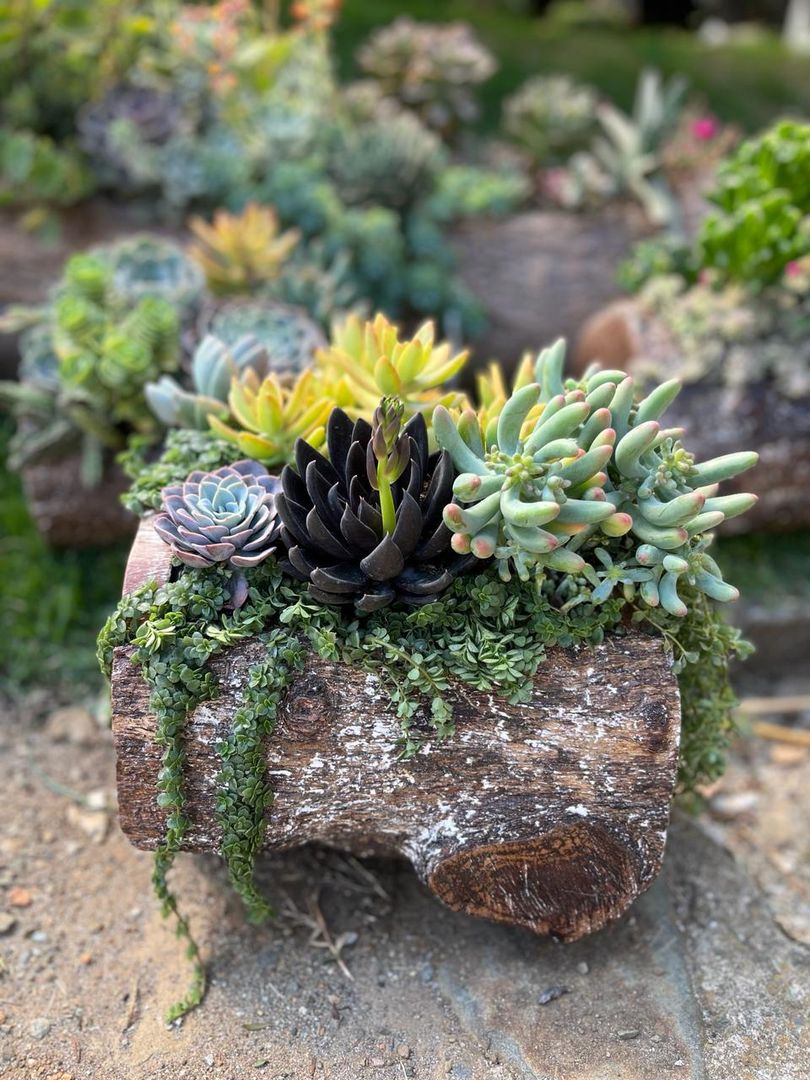 JARDINES SUCULENTAS TRONCO 