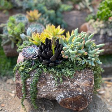 JARDINES SUCULENTAS TRONCO  - imagen 1