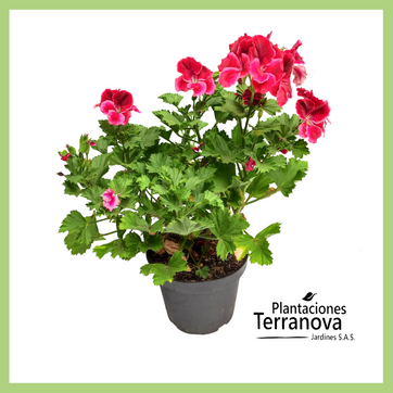 GERANIO - imagen 1