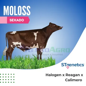 MOLOSS SEXADO - imagen 1