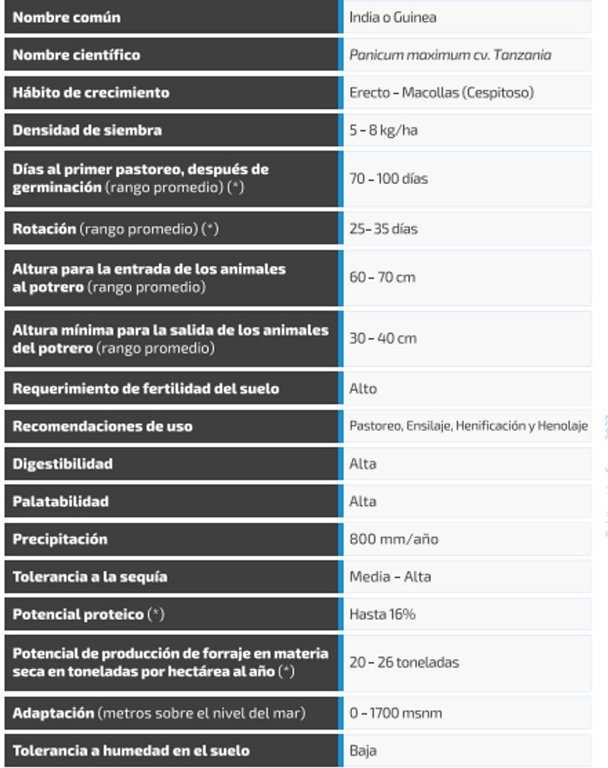 Tanzania Guinea Panicum Maximum  x  Kilo