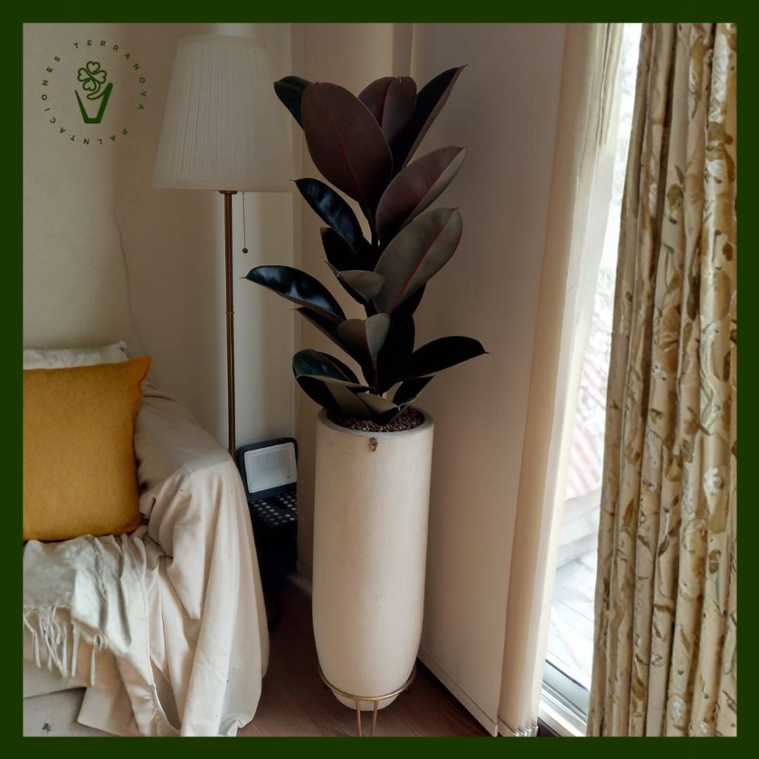 COMBO FICUS ELASTICO 