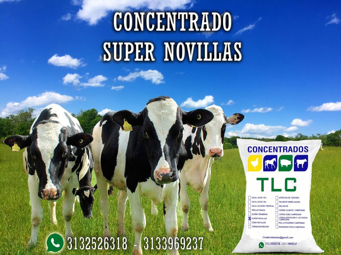 SUPER NOVILLAS TLC 40 Kilos