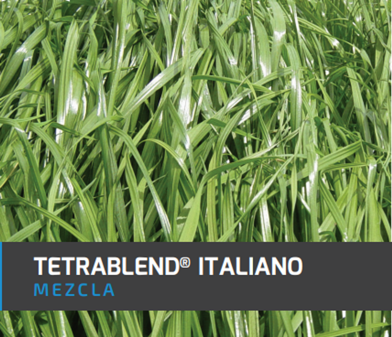 Tetrablend Italiano x Kilo