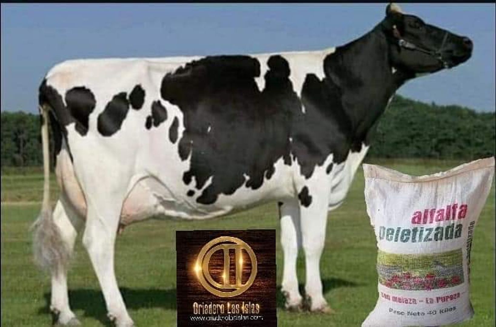 ALFALFA MIEL PELETIZADA LA PUREZA PARA GANADO DE LECHE