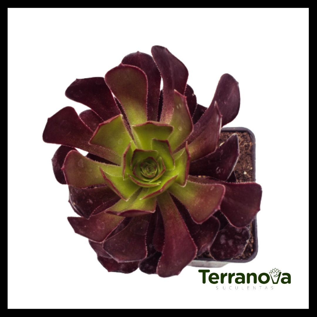 AEONIUM ARBOREUM ROSA NEGRA