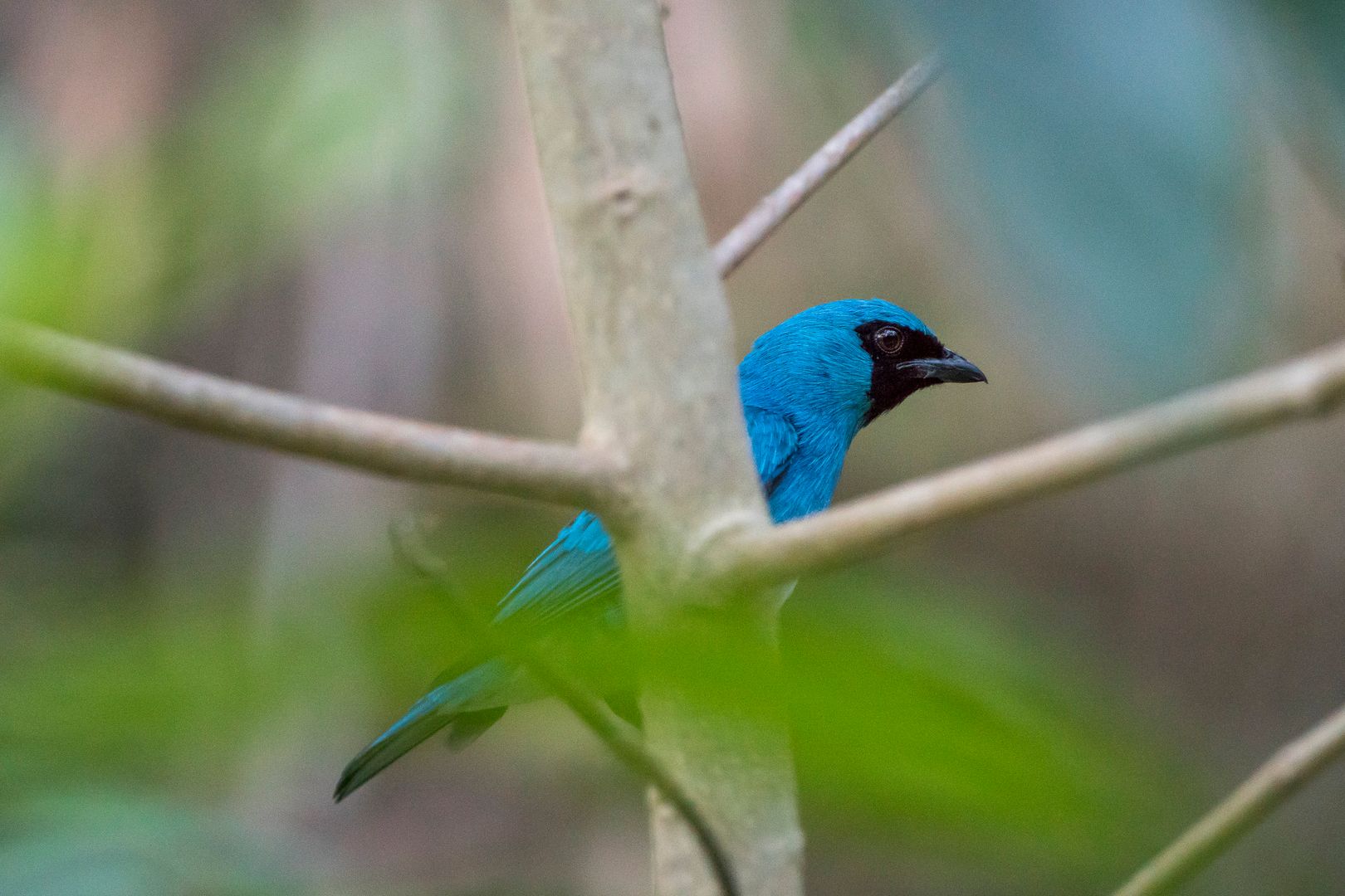 Avistamiento de Aves / Bird watching 