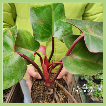 PHILODENDRON VENA ROJA - imagen 2