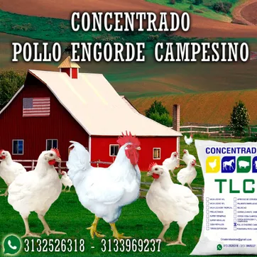 Imagen del producto POLLO ENGORDE CAMPESINO QUEBRANTADO TLC