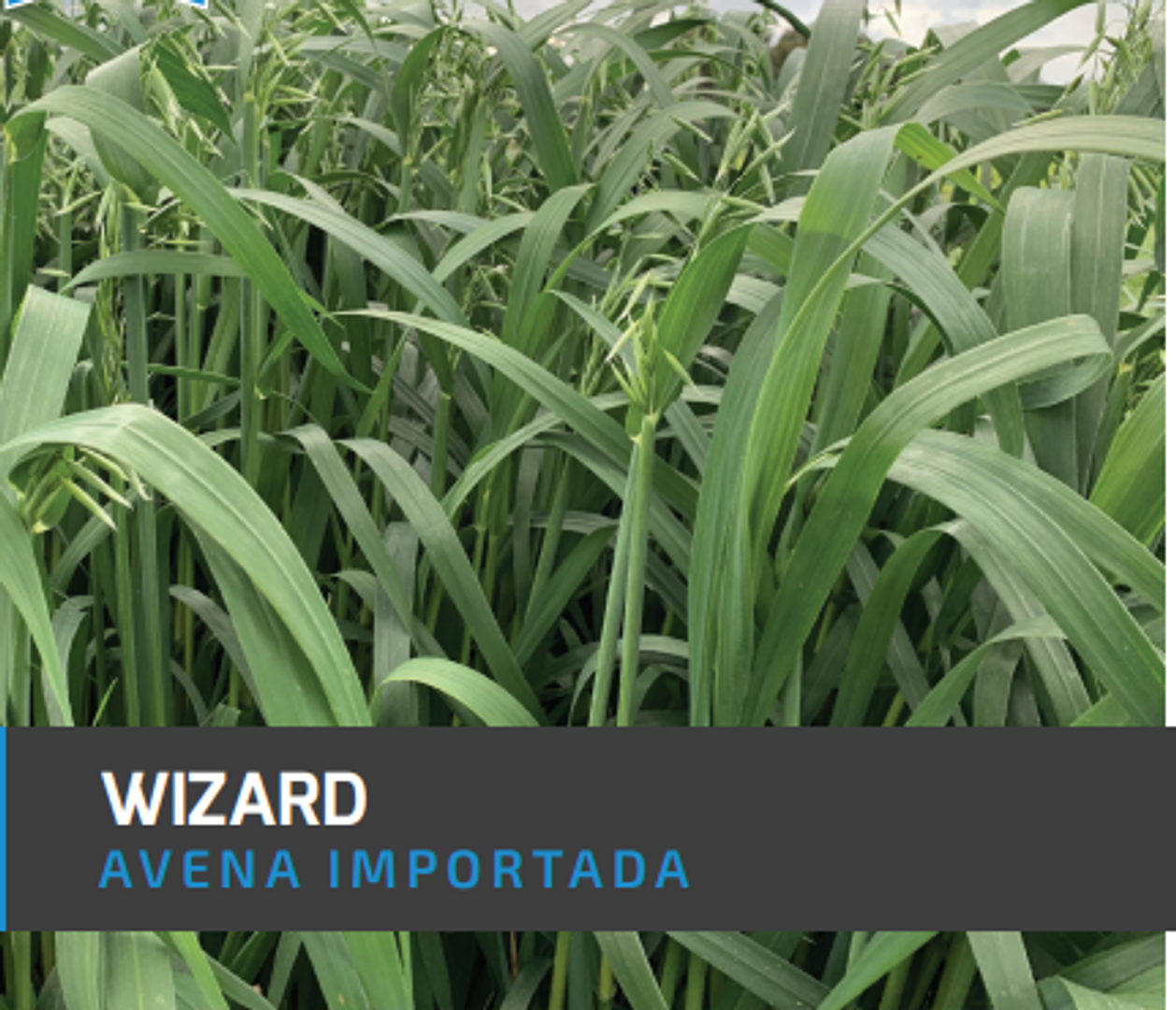Avena Wizard x Kilo