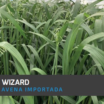 Avena Wizard x Kilo - imagen 1