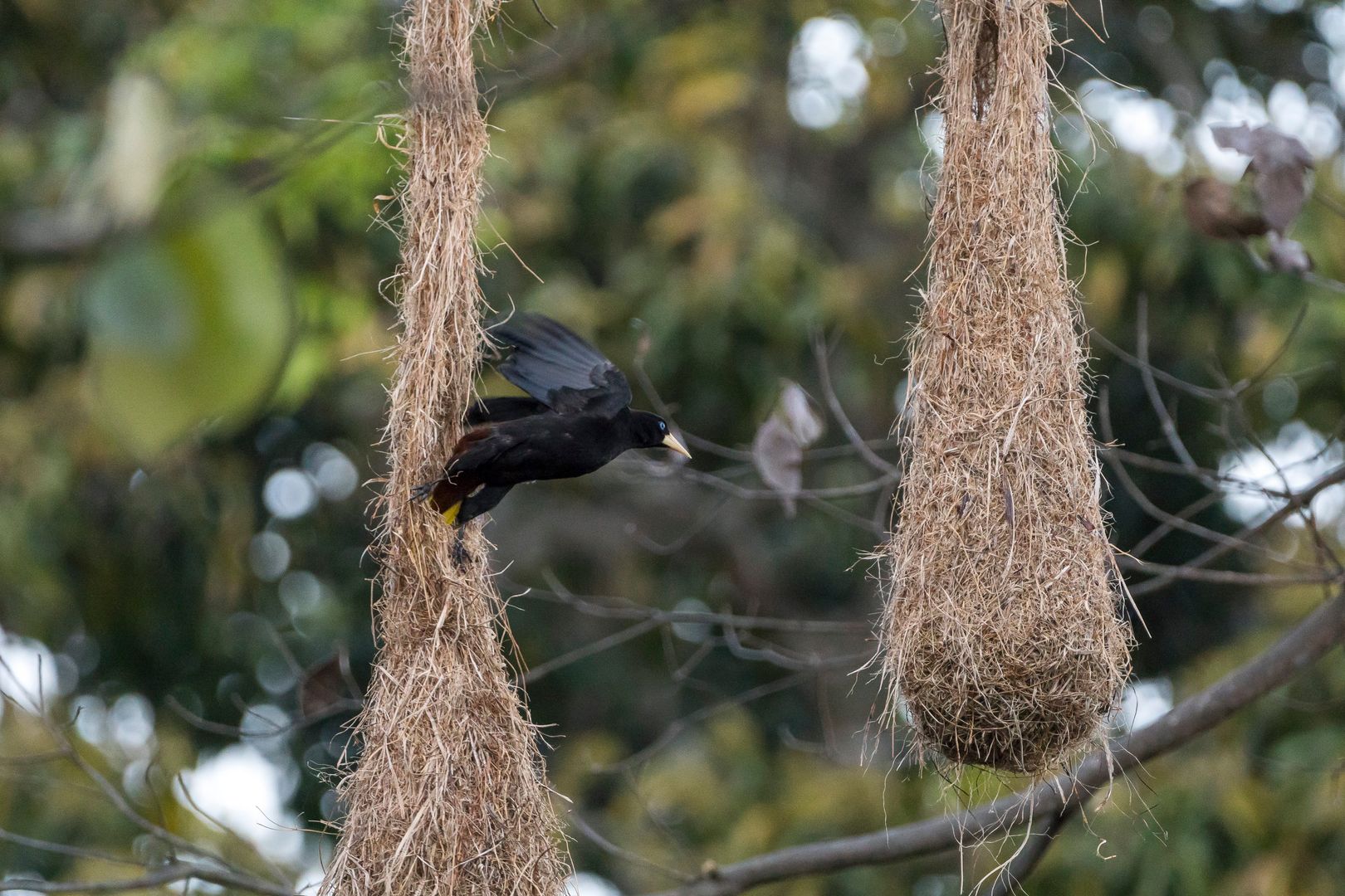 Avistamiento de Aves / Bird watching 