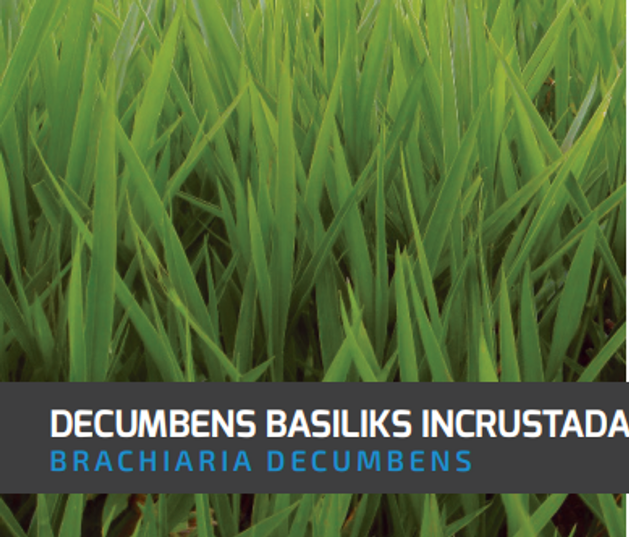 Decumbens Brachiaria Basilisk (Incrustada) x Kilo