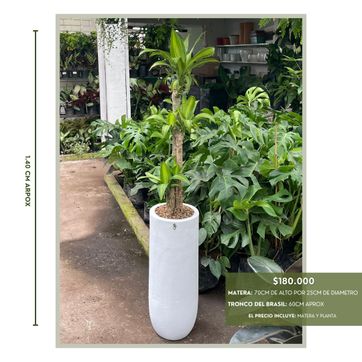 PROMO PLANTAS DE LUZ INDIRECTA  - imagen 3
