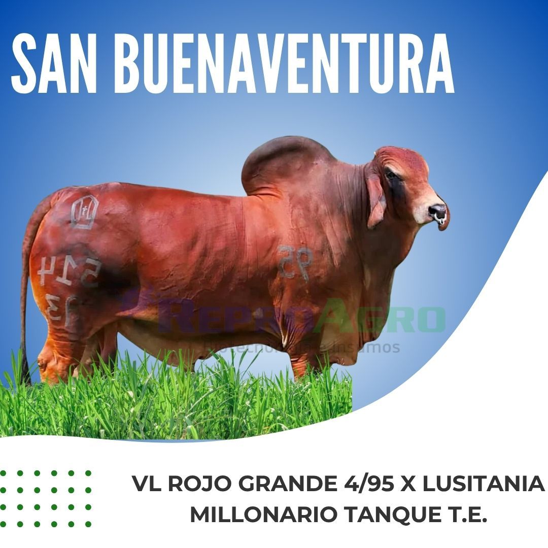 SAN BUENAVENTURA