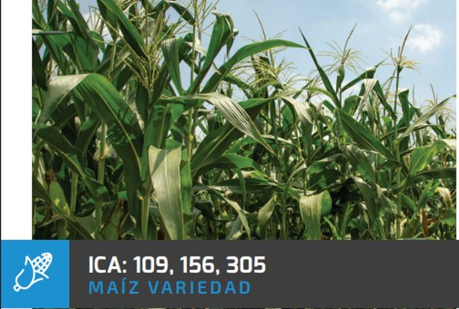 Maiz ICA V - 156 (Blanco certificado) x Kilo