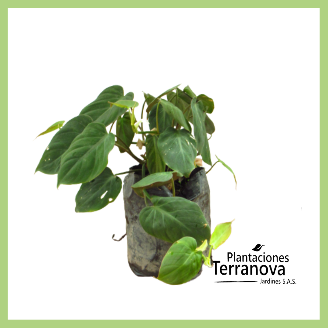 PHILODENDRON MICANS