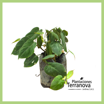 Imagen del producto PHILODENDRON MICANS