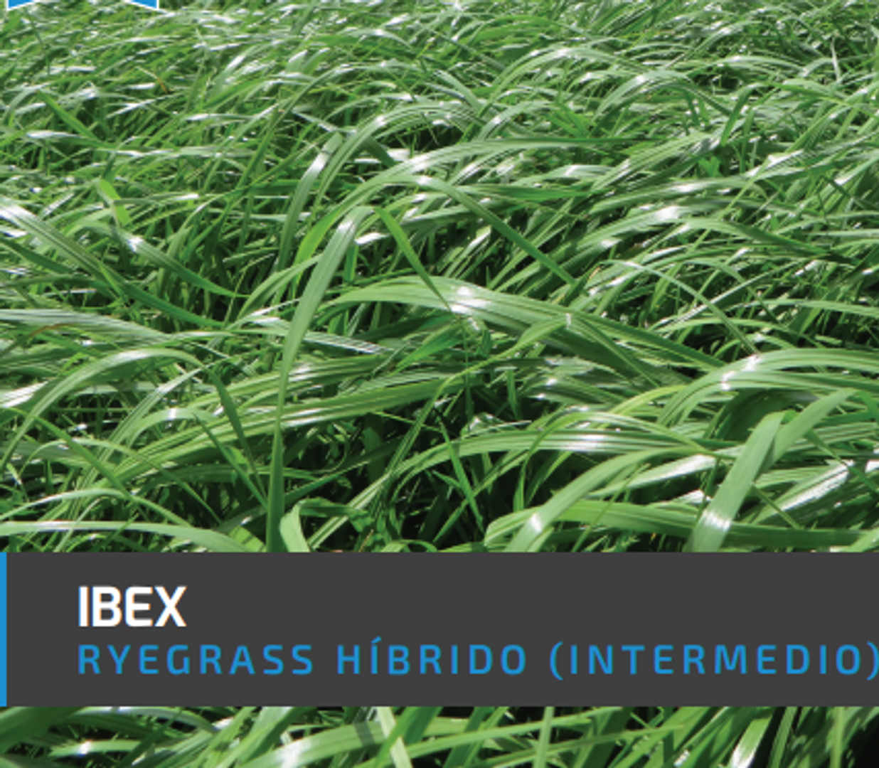 Ryegrass Ibex (Híbrido tetraploide) x Kilo