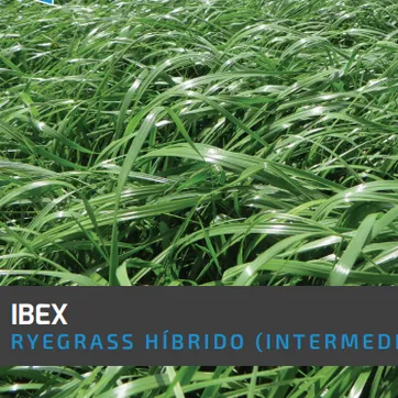Ryegrass Ibex (Híbrido tetraploide) x Kilo - imagen 1