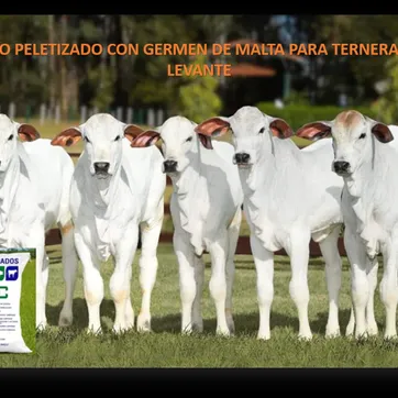 HENO PELETIZADO CON GERMEN DE MALTA PARA TERNERAS DE LEVANTE - imagen 1